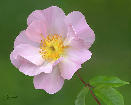 Photograph - Painted Climbing Rose by Sue Leonard