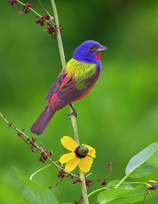 Wall Art featuring the photograph Painted In The Morning by Jim E Johnson