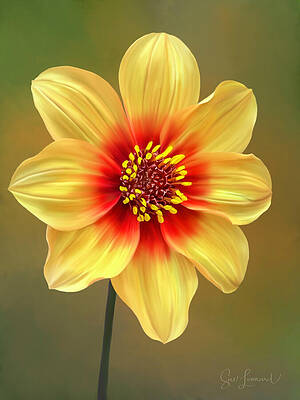 Photograph - Painted Tree Dahlia by Sue Leonard