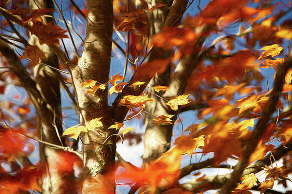 Wall Art featuring the photograph Painted Trees by Dodie Ross