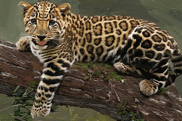 Wildlife Digital Art - Painting Of A Relaxing Baby Leopard by Nature Oil Painting