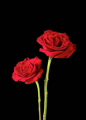 Colorful Photograph - Pair Of American Beauty Roses On Black by Charles Floyd