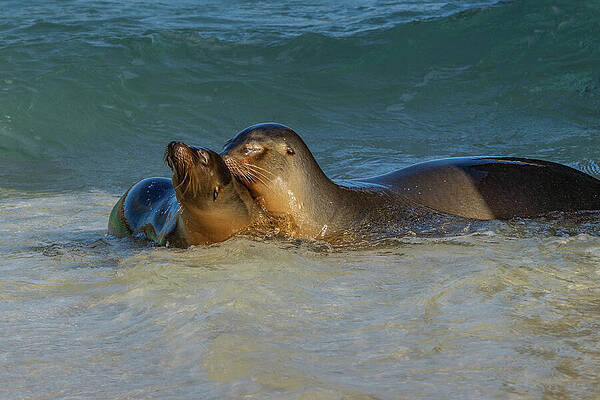Wall Art featuring the photograph Pair Of Galapagos Sea Lions In A Lagoon by Nancy Gleason