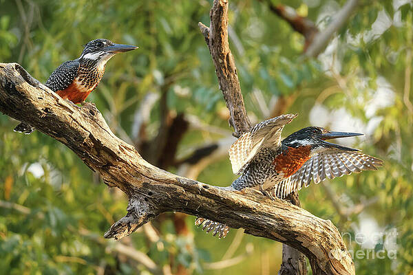 Pair of Pied Kingfishers on Branch Photograph