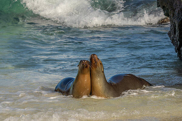 Wall Art featuring the photograph Pair Of Joyous Galapagos Sea Lions by Nancy Gleason