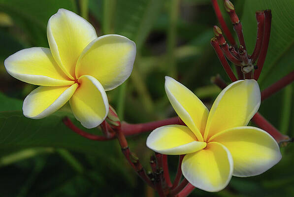 Hawaii Wall Art featuring the photograph Pair Of Plumeria Blossoms by Nancy Gleason