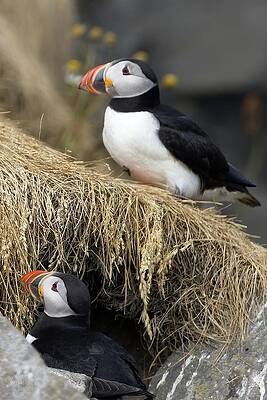 Puffin Photograph - Paired Puffins by Christopher Mathews