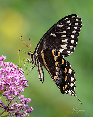 Obx Photograph - Palamedes #8054 by Dan Beauvais