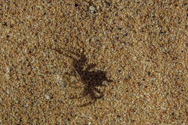 Hawaii Wall Art featuring the photograph Pallid Ghost Crab And Shadow On Sand by Nancy Gleason