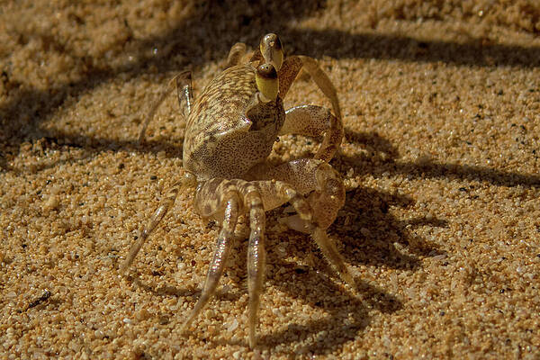 Hawaii Wall Art featuring the photograph Pallid Ghost Crab Close-up by Nancy Gleason