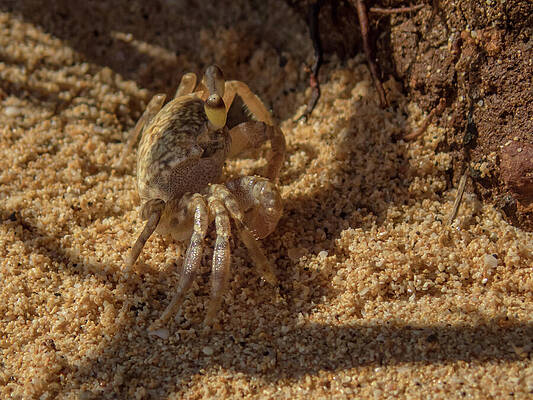 Hawaii Wall Art featuring the photograph Pallid Ghost Crab On A Kauai Beach by Nancy Gleason