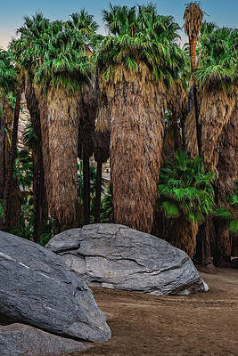 Canyon Photograph - Palm Canyon Boulders, California - Vertical by Abbie Warnock