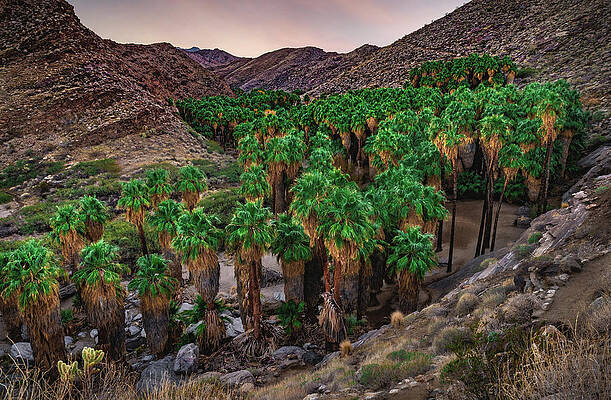 Canyon Photograph - Palm Canyon Sunset, California by Abbie Warnock