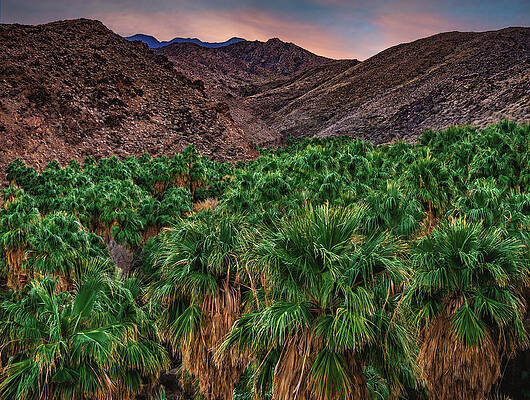 Canyon Photograph - Palm Canyon Sunset Closeup, California by Abbie Warnock