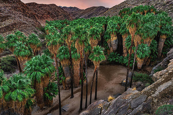 Canyon Photograph - Palm Canyon Sunset Grove, California by Abbie Warnock