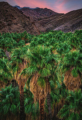 Sunset Photograph - Palm Canyon Sunset - Vertical by Abbie Warnock