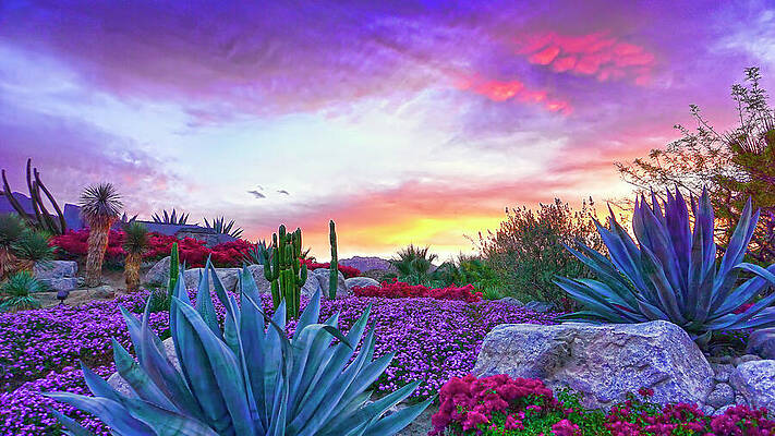 California Photograph - Palm Desert California by Waterdancer