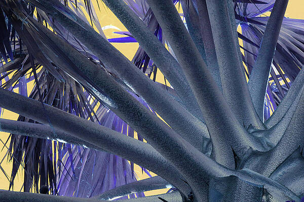 Abstract Photograph - Palm Detail 1 by Ron Berezuk
