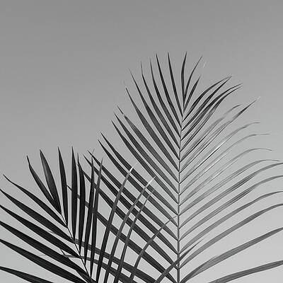 Palm Fronds - Tropical Black and White by Laura Fasulo