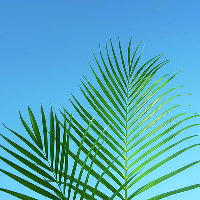 Happy Wall Art featuring the photograph Palm Fronds Tropical Blue by Laura Fasulo