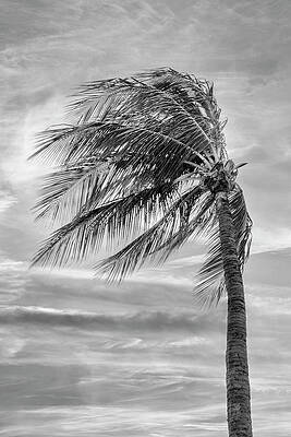 Black And White Wall Art featuring the photograph Palm In The Wind BW by Bill and Linda Tiepelman