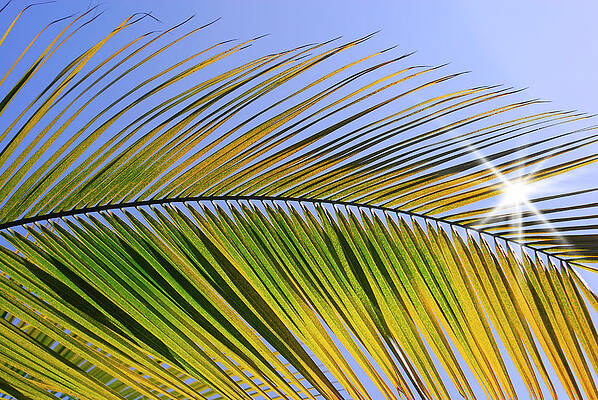 Sky Wall Art featuring the photograph Palm Leaf On Sunshine by Severija Kirilovaite