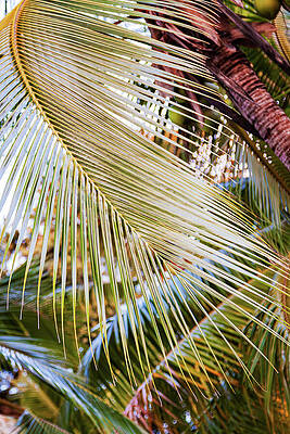 Sunlit Palm Leaves Photograph