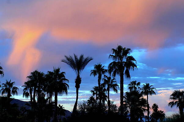 Sunset Photograph - Palm Silhouettes At Sunset Palm Desert California by Bonnie Colgan