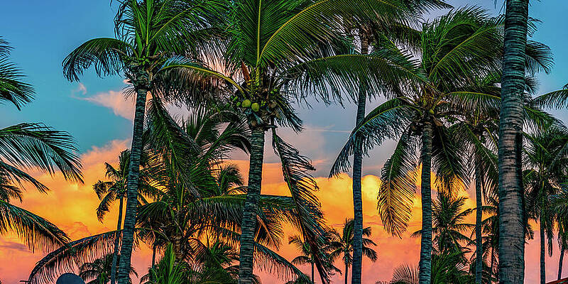 Nature Wall Art featuring the photograph Palm Sunset Mazatlan Mexico by Tommy Farnsworth