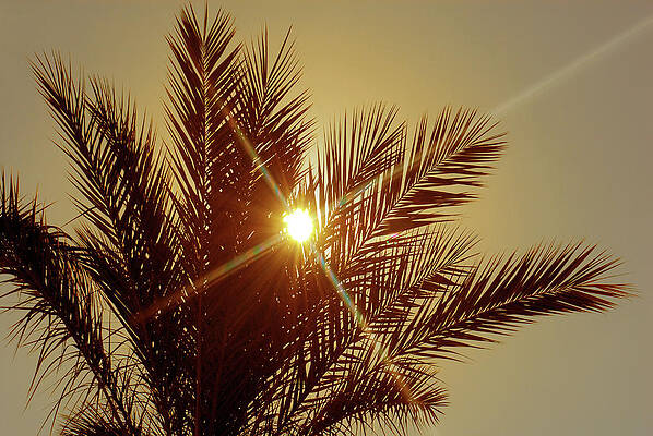 Sky Wall Art featuring the photograph Palm Tree  On Sunset In Golden Color by Severija Kirilovaite