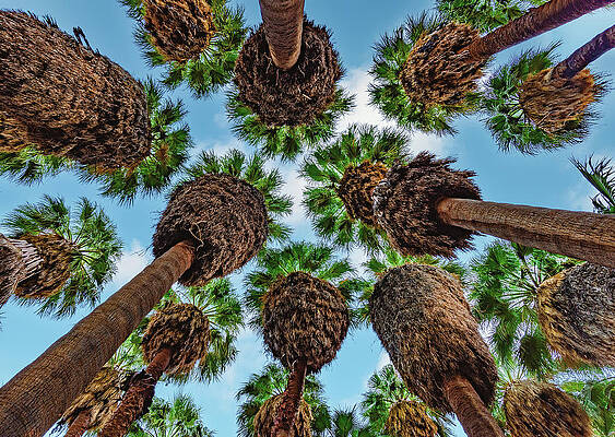California Wall Art featuring the photograph Palm Tree Sky 2, California by Abbie Warnock