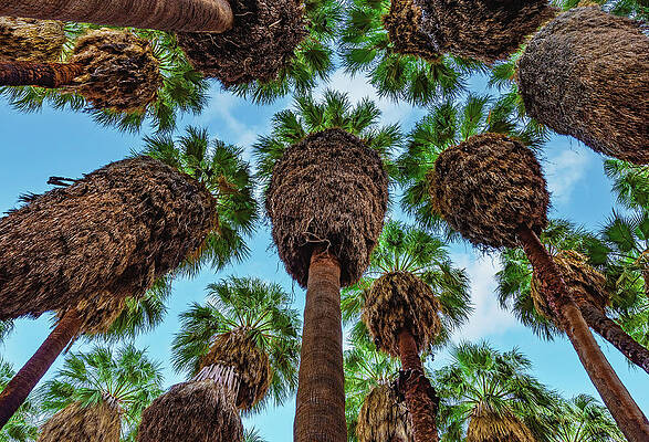 California Photograph - Palm Tree Sky, California by Abbie Warnock