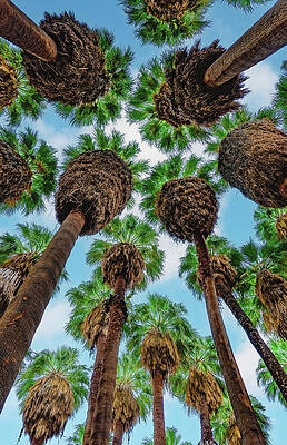 California Photograph - Palm Tree Sky, California - Vertical by Abbie Warnock