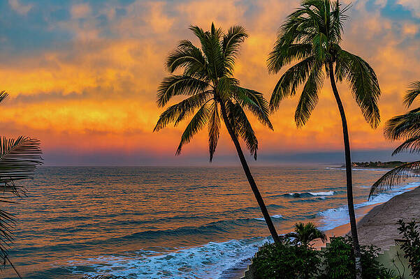 Sunrise Wall Art featuring the photograph Palm Tree Sunrise Mazatlan Mexico by Tommy Farnsworth