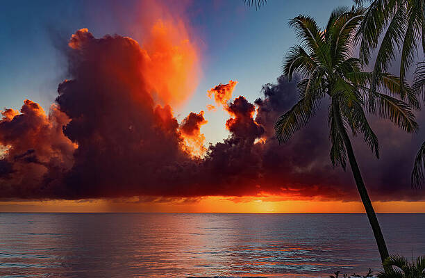 Photograph - Palm Tree Sunset Mazatlan Mexico by Tommy Farnsworth