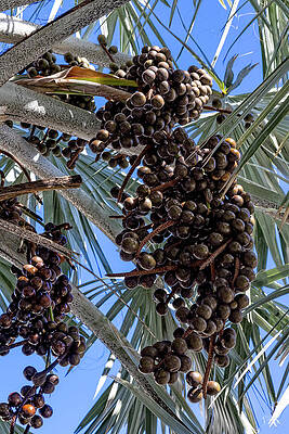 Palm Tree with Fruit Clusters Wall Art