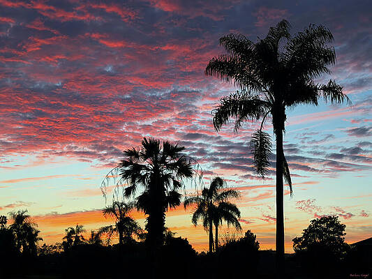 Palm Trees at Sunset by Barbara Siegel