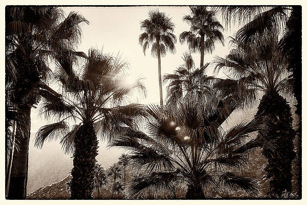 Travel Destination Wall Art featuring the photograph Palm Trees Palm Springs California 0492-301-HS by Neptune Images