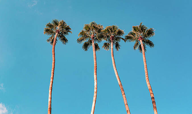 Summer Wall Art featuring the photograph Palm Trees, Palm Springs, California by Shannon Williams