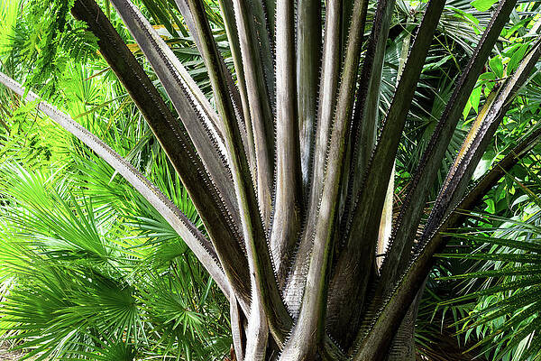 Tree Wall Art featuring the photograph Palms In The Tropics by Diane Moller