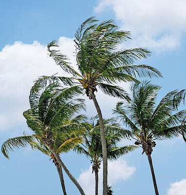 Wall Art featuring the photograph Palms In The Wind by Gina Fitzhugh