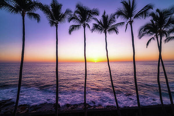 Wall Art featuring the photograph Palms by Louis Raphael