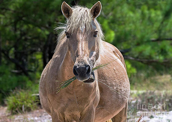 Wall Art featuring the photograph Palomino Horse by Rehna George