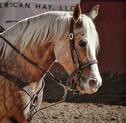 Animal Photograph - Palomino Horse Close-Up In Western Bridle In Arena by Waterdancer