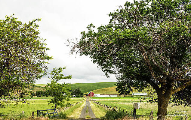 Farm Photograph - Palouse Farm Driveway by Tom Cochran