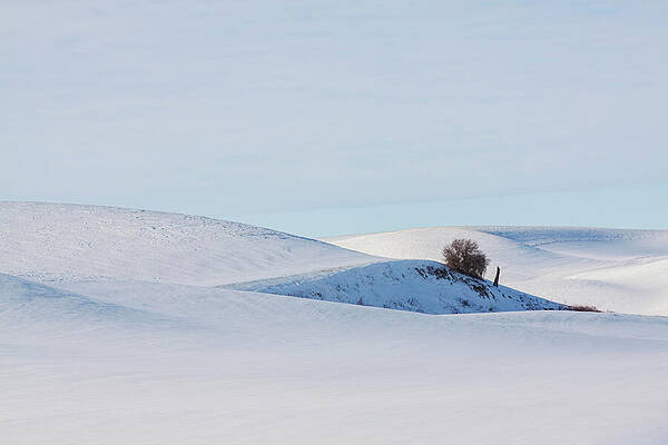 Lonely Tree on Snowy Hills Photograph