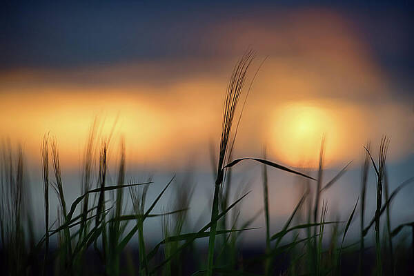 Summer Wall Art featuring the photograph Palouse Sundown by Ursula Abresch
