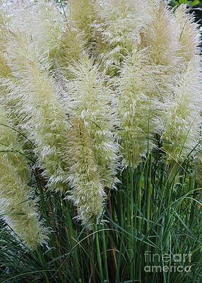 Green Photograph - Pampas Grass Ticklers by D Lee