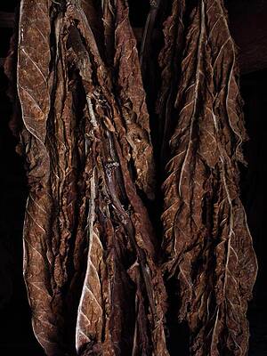Wall Art featuring the photograph Pamplin Tobacco by American Landscapes