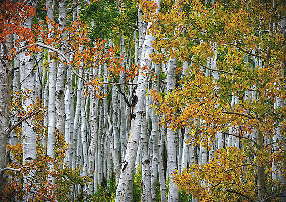 Color Photograph - Pando Aspen Trunks, Utah by Abbie Warnock